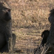 点击查看图片 大裂谷:美丽的非洲心脏 The Great Rift: Africa's Wild Heart