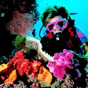 点击查看图片 大堡礁 Great Barrier Reef