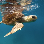 点击查看图片 大堡礁 Great Barrier Reef