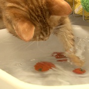 点击查看图片 猫咪物语5 にゃんこ THE MOVIE 5