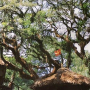 点击查看图片 海角乐园 Swiss Family Robinson