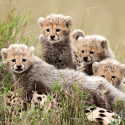 非洲猫科 African Cats