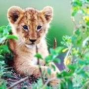 非洲猫科 African Cats