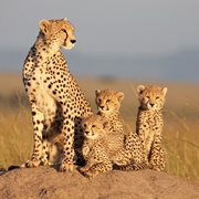 非洲猫科 African Cats