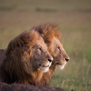 非洲猫科 African Cats
