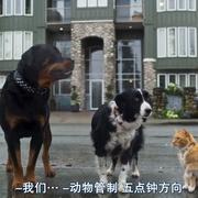 猫狗大战3：爪爪集结！ Cats & Dogs 3: Paws Unite!