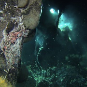 点击查看图片 深海异形 Aliens of the Deep