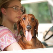 腊肠狗 Wiener-Dog