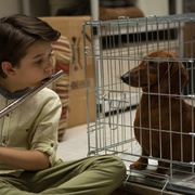 腊肠狗 Wiener-Dog