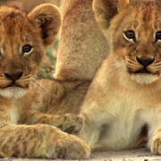 点击查看图片 最后的狮子 The Last Lions