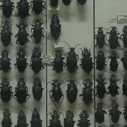 自然史 Natural History