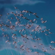 点击查看图片 詹姆斯和巨桃 James and the Giant Peach