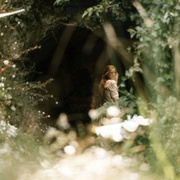 点击查看图片 悬崖上的野餐 Picnic at Hanging Rock