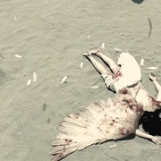 点击查看图片 棺材的传说 DEATH TRANCE デス・トランス