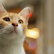 点击查看图片 爱猫之城 Kedi