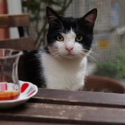 点击查看图片 爱猫之城 Kedi