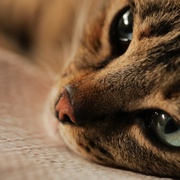 点击查看图片 爱猫之城 Kedi