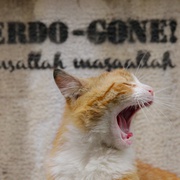 点击查看图片 爱猫之城 Kedi