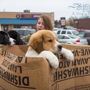 点击查看图片 一条狗的使命 A Dog's Purpose