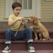 点击查看图片 一条狗的使命 A Dog's Purpose