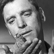 点击查看图片 阿尔卡特兹的养鸟人 Birdman of Alcatraz