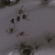 点击查看图片 小魔星 Arachnophobia
