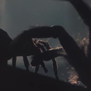 点击查看图片 小魔星 Arachnophobia