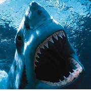 点击查看图片 大白鲨 Jaws