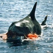 点击查看图片 大白鲨 Jaws
