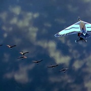 点击查看图片 伴你高飞 Fly Away Home