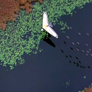 点击查看图片 伴你高飞 Fly Away Home