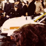 点击查看图片 美国狼人在伦敦 An American Werewolf in London