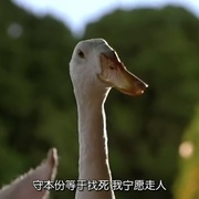 点击查看图片 小猪宝贝 Babe