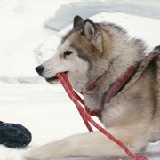 点击查看图片 南极大冒险 Eight Below