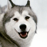 点击查看图片 南极大冒险 Eight Below