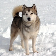 点击查看图片 南极大冒险 Eight Below
