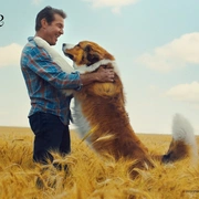 一条狗的使命2 A Dog's Journey