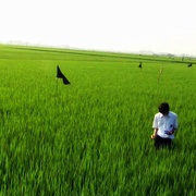 关于莉莉周的一切 リリイ·シュシュのすべて