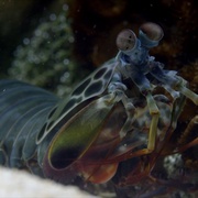 老爵爷的大堡礁之旅 Great Barrier Reef with David Attenborough