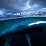 点击查看图片 蓝色星球2 Blue Planet II
