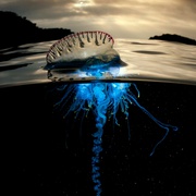 点击查看图片 蓝色星球2 Blue Planet II