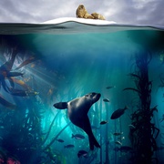 点击查看图片 蓝色星球2 Blue Planet II