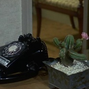 点击查看图片 仙人掌花 Cactus Flower
