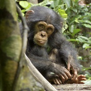 黑猩猩 Chimpanzee