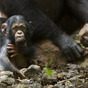 黑猩猩 Chimpanzee