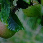 点击查看图片 种出个地球 How To Grow A Planet