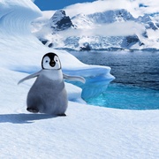 点击查看图片 快乐的大脚 Happy Feet