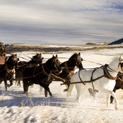 点击查看图片 八恶人 The Hateful Eight