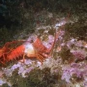 深海奇观 Into the Deep