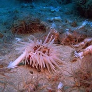 深海奇观 Into the Deep